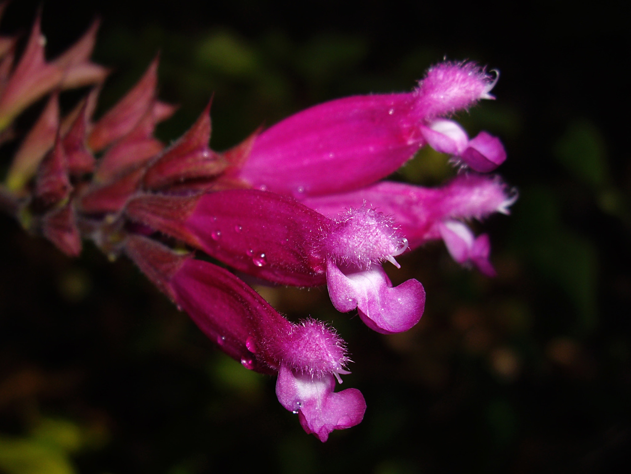 Salvia involucrata